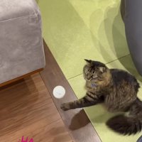 前足を伸ばす猫