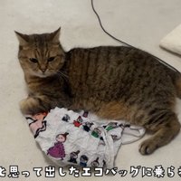 エコバッグの上で寝そべっている猫