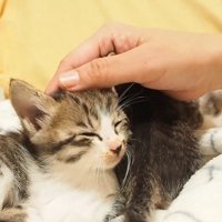 頭をなでられる子猫