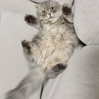 ソファのすき間に仰向けではさまった猫