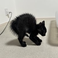 背中を丸めて威嚇する子猫