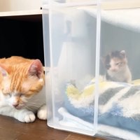 眠そうなお顔をした茶白猫さんと三毛子猫