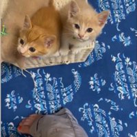 人の足元で鳴いている3匹の子猫