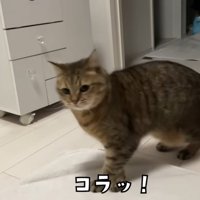 飼い主に怒られる猫