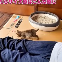 歩く子猫