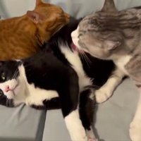 2匹の猫に毛づくろいされる猫