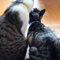 香箱座りしている右の猫の毛づくろいをしている左の猫