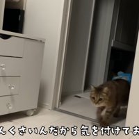 部屋を歩く猫
