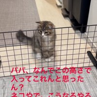 柵に近づいた猫