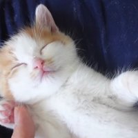 お顔のアップ