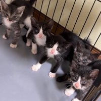 ケージの隅に並ぶ5匹の子猫