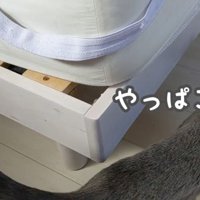 あちこち案内するハムちゃん