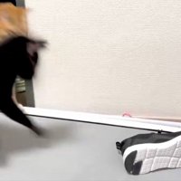 2匹の猫とスニーカー