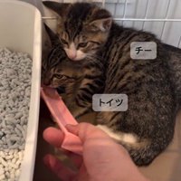 ケージの中にいる2匹の子猫
