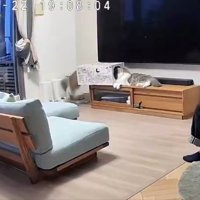 箱の中に入る猫