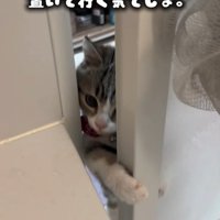 お風呂に入ってくる猫