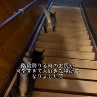 階段を降りる2匹の猫