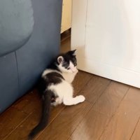 床に横になっている1匹の子猫