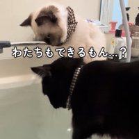 湯船を見つめる黒猫を見つめるシャム系猫