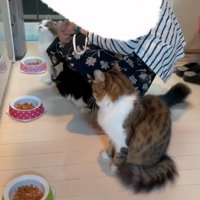 お返事する猫