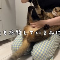 突っ張る猫