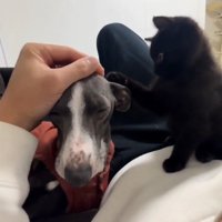 犬の頭をなでる猫