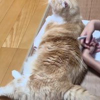 プリントの上で寝そべる猫
