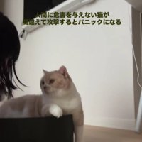 飼い主を見る猫