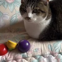 おままごとの野菜の近くで香箱座りしている猫