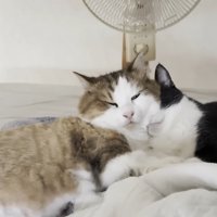 顔を埋めた姿
