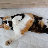 眠る猫