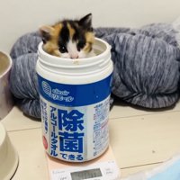 体重を測られる黒三毛子猫