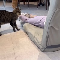 娘さんの足にスリスリするキジトラ猫ちゃん（画面奥に茶トラちゃん）