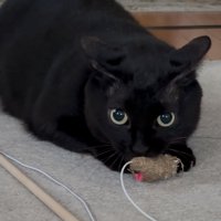 おもちゃで遊ぶ黒猫