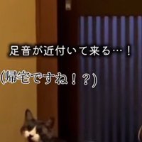 帰宅を待ちわびる猫
