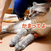 甘える猫