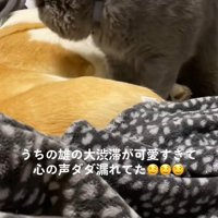 犬と寝ている飼い主を見ている猫