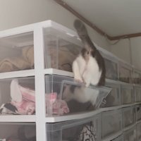 ケースの中に入っていく猫2