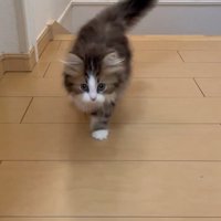 歩いてくる子猫