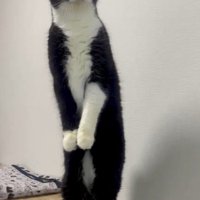 直立したまま遠くを見つめる猫