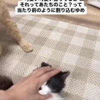 ママに撫でられる茶トラ猫に割り込むハチワレ猫