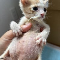 満足げな表情を浮かべて抱かれる子猫