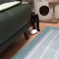 ぬいぐるみのそばに立っている猫