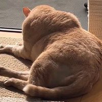 体が硬い猫の毛づくろい