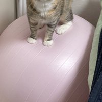 壁と毛布に挟まれて動かなくなっているバランスボール