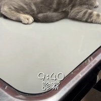 診察台の上に乗っている猫