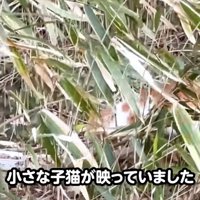 くさむらの中にいる子猫