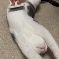 しっぽ