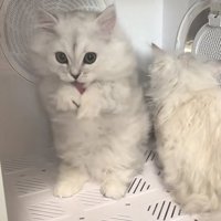 ドライヤーボックスに入っている2匹の猫の写真2