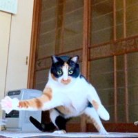 立っている三毛猫